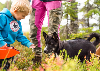 Pojke plockar blåbär och delar dem med sin glada hundvalp i Orsa Grönklitt - en fin stund av delad glädje i naturen.