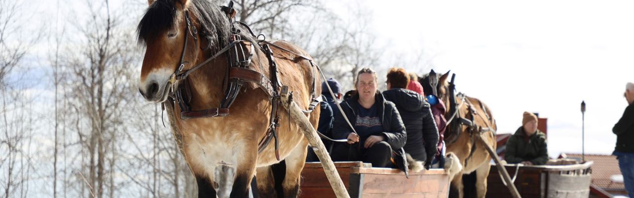 Häst och släde som drar gäster till Fryksås för våffeltur i Orsa Grönklitt