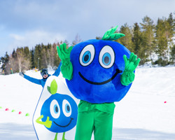Blåbäret Bärra står mitt i slalombacken i Orsa Grönklitt