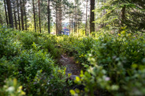 Naturskog med slingrande stig - somrig skönhet i Orsa Grönklitt.