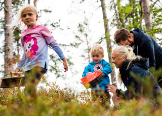 Familj som plockar bära i skogen i Orsa Grönklitt